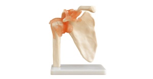 articulacion-hombro-ligamentos-xc-109-human3d