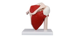 articulacion-hombro-musculatura-xc-109a-human3d