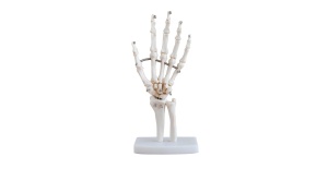 articulacion-mano-tamano-natural-xc-114-human3d