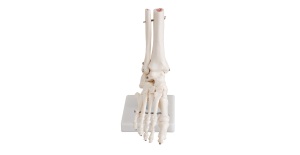 articulacion-pie-tamano-natural-xc-113-human3d
