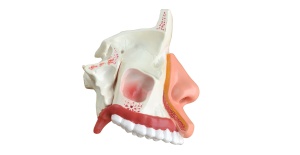 cavidad-nasal-senos-paranasales-xc-309-human3d