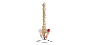 columna-vertebral-pelvis-musculatura-xc-105a-human3d
