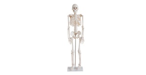 esqueleto-humano-85-cm-xc-102-human3d