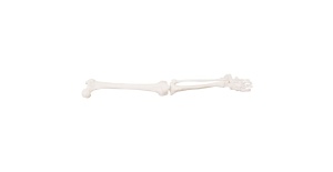 extremidad-inferior-tamano-natural-xc-122-human3d