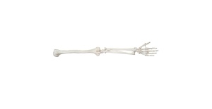 extremidad-superior-tamano-natural-xc-121-human3d