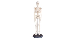 miniesqueleto-humano-45-cm-xc-103-human3d