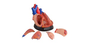 modelo-corazon-mediano-5-partes-xc-307d-human3d
