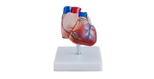 modelo-corazon-tamano-natural-2-partes-xc-307b-human3d