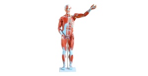 modelo-muscular-masculino-80-cm-27-partes-xc-334-human3d