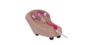 modelo-utero-diu-ph03-333-human3d-1
