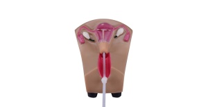 modelo-utero-diu-ph03-333-human3d-2