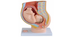 pelvis-femenina-feto-termino-4-partes-xc-332b-human3d