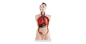 torso-masculino-85-cm-19-partes-xc-201-human3d