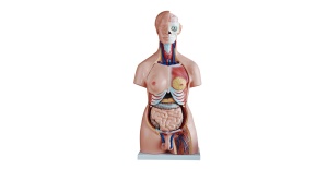 torso-unisex-85-cm-40-partes-xc-208-human3d