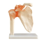 articulacion-hombro-ligamentos-xc-109-human3d