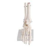 articulacion-pie-tamano-natural-xc-113-human3d