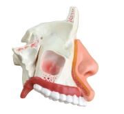 cavidad-nasal-senos-paranasales-xc-309-human3d