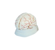 cerebro-con-arterias-xc-308-de-Human3D