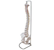 columna-vertebral-de-tamano-natural-con-pelvis-xc-105-Human3D