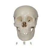 craneo-de-tamano-natural-xc-104-de-Human3D