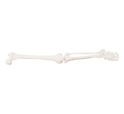 extremidad-inferior-tamano-natural-xc-122-human3d