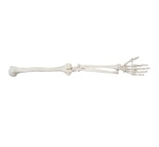 extremidad-superior-tamano-natural-xc-121-human3d