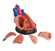 modelo-corazon-mediano-5-partes-xc-307d-human3d