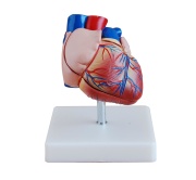 modelo-corazon-tamano-natural-2-partes-xc-307b-human3d
