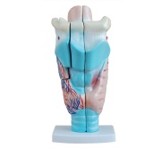 modelo-de-laringe-humana-magnificada-xc-301-de-Human3D