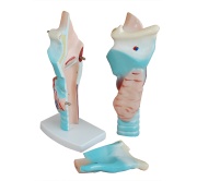 modelo-de-laringe-humana-magnificada-xc-301-de-Human3D2