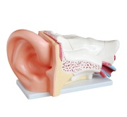 modelo-de-oreja-gigante-de-nuevo-estilo-xc-303c-de-Human3D