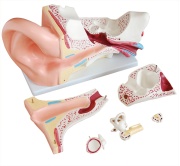 modelo-de-oreja-gigante-de-nuevo-estilo-xc-303c-de-Human3D2