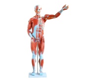 modelo-muscular-masculino-80-cm-27-partes-xc-334-human3d