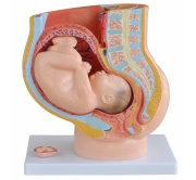pelvis-femenina-feto-termino-4-partes-xc-332b-human3d