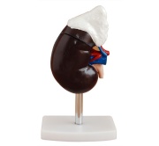 rinon-humano-con-glandula-suprarrenal-xc-310-3-de-Human3D