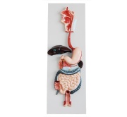 sistema-digestivo-xc-315-de-Human3D