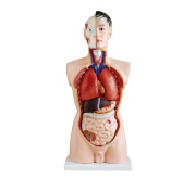 torso-masculino-85-cm-19-partes-xc-201-human3d