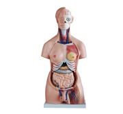 torso-unisex-85-cm-40-partes-xc-208-human3d