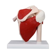 articulacion-hombro-musculatura-xc-109a-human3d