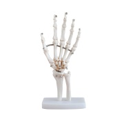 articulacion-mano-tamano-natural-xc-114-human3d