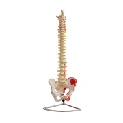 columna-vertebral-pelvis-musculatura-xc-105a-human3d