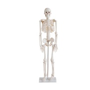 esqueleto-humano-85-cm-xc-102-human3d