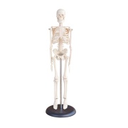 miniesqueleto-humano-45-cm-xc-103-human3d