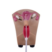 modelo-utero-diu-ph03-333-human3d-2