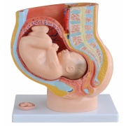 pelvis-femenina-feto-termino-4-partes-xc-332b-human3d