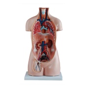 torso_sin_sexo_de_85_cm__20_partes_xc-206__human3d-3