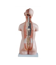 torso_sin_sexo_de_85_cm__20_partes_xc-206__human3d-2
